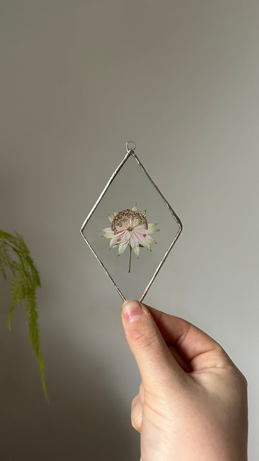 Pressed Astrantia Flower Glass Frame