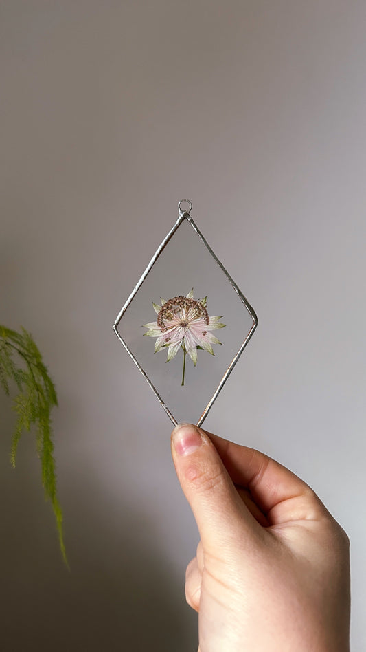 Pressed Astrantia Flower Glass Frame